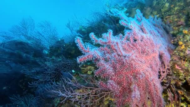 Undervattenslandskap Röda Gorgonianer Mjuk Korall — Stockvideo