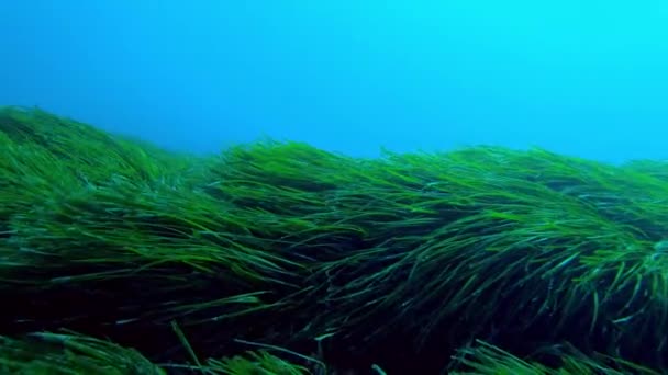 Paisaje Submarino Posidonia Muy Verde Fondo Marino Algas — Vídeos de Stock