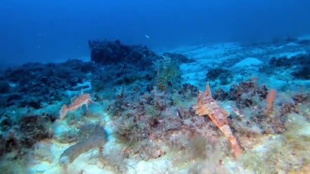 Subaquático Profundo Peixes Gurnard Sobre Fundo Mar — Vídeo de Stock