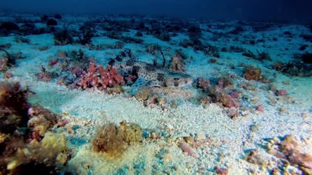Υποβρύχια Σκηνή Πολύ Μικρή Μεσογειακή Καρχαρία Ήσυχο Πάνω Από Βυθό — Αρχείο Βίντεο