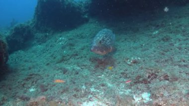 Büyük balık mavi deniz suyunda sessizce yüzer.