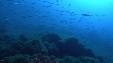 Koyu mavi deniz suyunda büyük bir barakuda balığı sürüsü