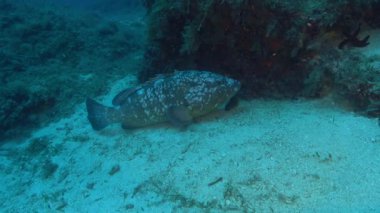 Mayorka 'da tüplü dalış - Büyük balık kameranın yanında sessizce yüzüyor