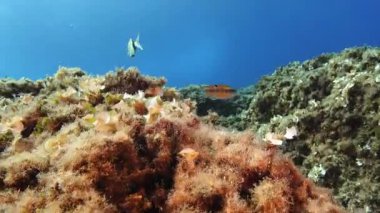 Temiz deniz suyunda Akdeniz renkli resif balığı