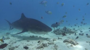 Vahşi yaşam - Kaplan Köpekbalıkları kameranın yanında yüzüyor