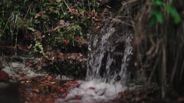 Resmedilmeye değer eski bir yosunsu ormanında, dağın yamacında temiz, serin bir dere. Dökülen ağaçların arasında yeşil bir ormandaki pınardan kaynak akıyor..