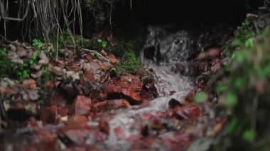 Resmedilmeye değer eski bir yosunsu ormanında, dağın yamacında temiz, serin bir dere. Dökülen ağaçların arasında yeşil bir ormandaki pınardan kaynak akıyor..