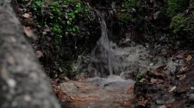Resmedilmeye değer eski bir yosunsu ormanında, dağın yamacında temiz, serin bir dere. Dökülen ağaçların arasında yeşil bir ormandaki pınardan kaynak akıyor..