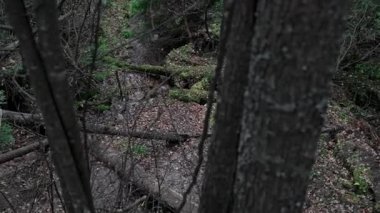 Resmedilmeye değer eski bir yosunsu ormanında, dağın yamacında temiz, serin bir dere. Dökülen ağaçların arasında yeşil bir ormandaki pınardan kaynak akıyor..