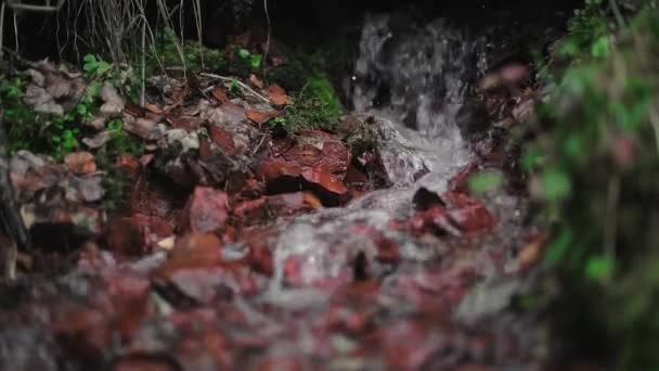 Čistý Studený Potok Úbočí Hory Malebném Starém Mechovém Lese Springwater — Stock video