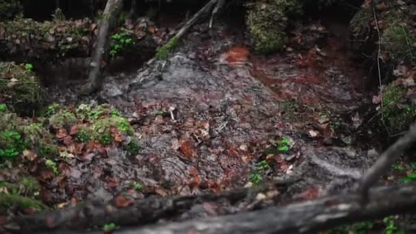 Czysty Chłodny Strumień Zboczu Góry Malowniczym Starym Mszalnym Lesie Springwater — Wideo stockowe