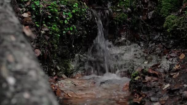 Czysty Chłodny Strumień Zboczu Góry Malowniczym Starym Mszalnym Lesie Springwater — Wideo stockowe
