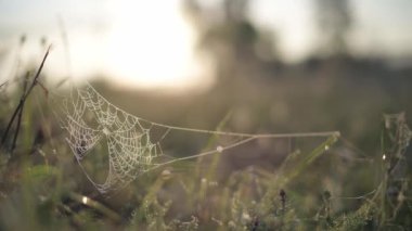 Ağ sabah güneşinde. Ağda çiy damlaları.