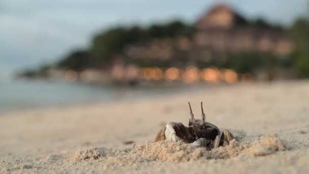 Un cangrejo en una playa de arena cava su madriguera. — Vídeos de Stock