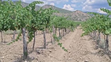 Güneşli bir günde üzüm bağı. Üzüm ağaçlarının sıraları. 