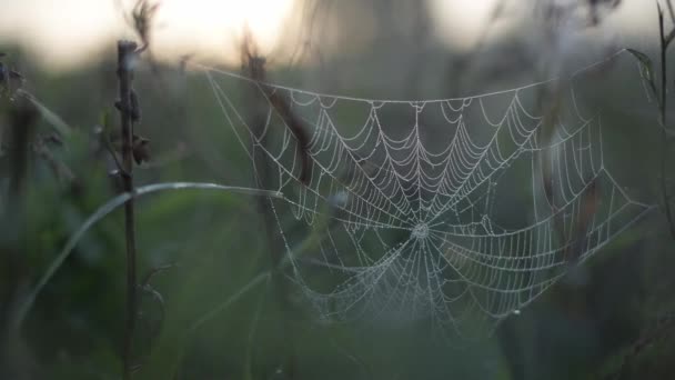 Síť je v ranním slunci. Kapky rosy na webu. — Stock video