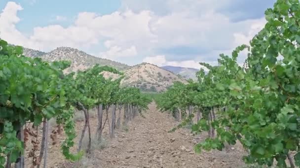 Winnica w słoneczny dzień. Wiersze drzew winogronowych. — Wideo stockowe