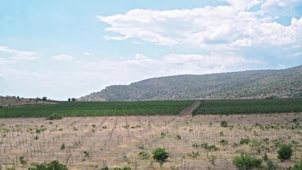 Utsikt över vingården i bergen vid havet. — Stockvideo