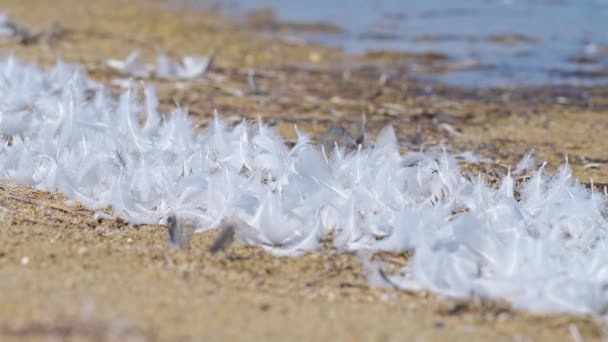 Many white feathers lying on the sandy shore. — Stock Video
