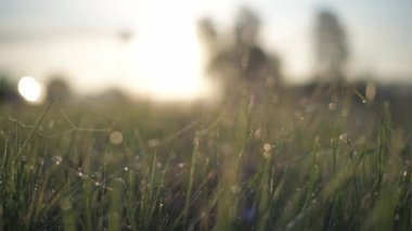 Ağ sabah güneşinde. Ağda çiy damlaları.