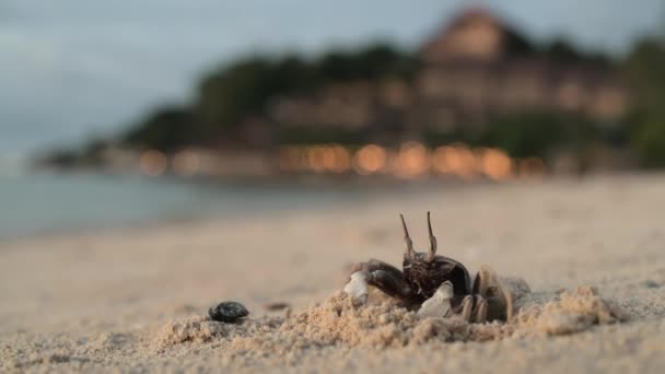 Краб стоїть на піщаному пляжі біля його нори — стокове відео