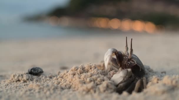 Krab stojí na písčité pláži poblíž svého doupěte — Stock video
