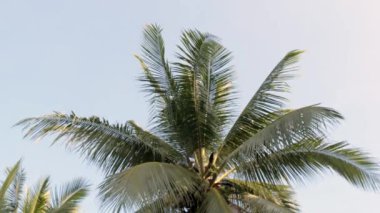 Güneşli bir günde gün batımına karşı palmiye yaprakları.