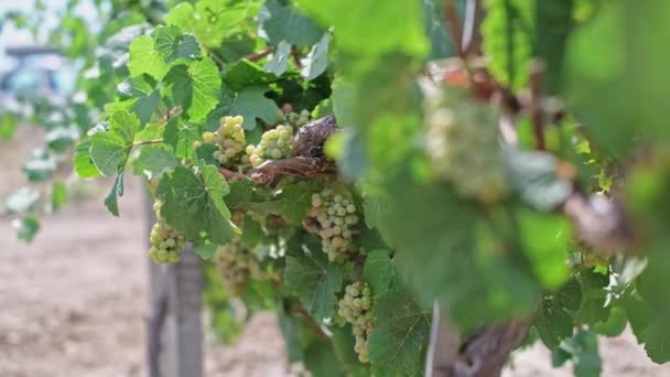 Des grappes de raisins sur la plantation. Gros plan d'une vigne. — Video