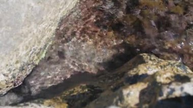 Deniz ya da okyanusta köpük dalgalarıyla yıkanmış yosun ve alglerle kaplı kaya ve resif. Güneşli bir günde berrak su, tepeden manzara.