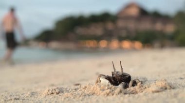 Yengeç yuvasının yakınındaki kumlu bir sahilde duruyor.