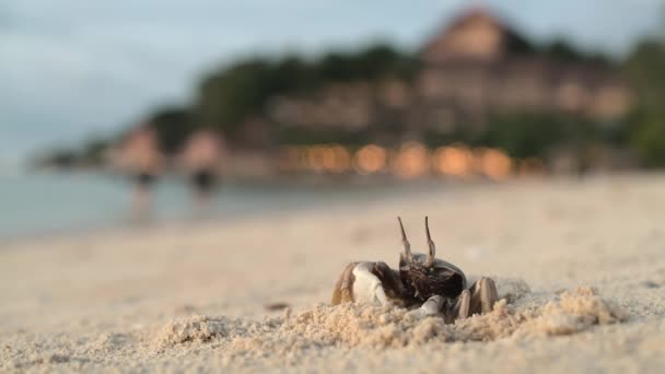 El cangrejo se encuentra en una playa de arena cerca de su madriguera — Vídeos de Stock