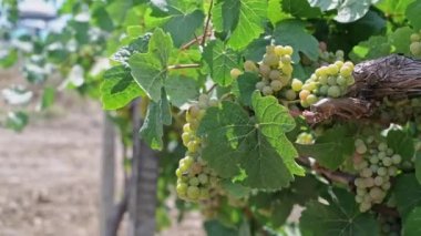 Close-up of a female hand holding a bunch of grapes It sunny day in the vineyard