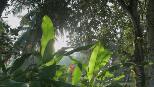 Close-up of banana leaves. The sun shines through the tropical foliage — Vídeos de Stock