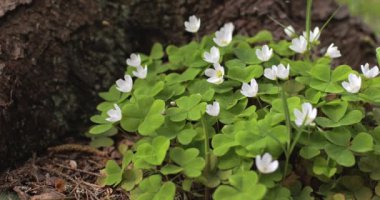 Rüzgarda sallanan beyaz kuş sürüsü. Oxalis asetosella.