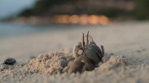 Краб стоїть на піщаному пляжі біля його нори — стокове відео