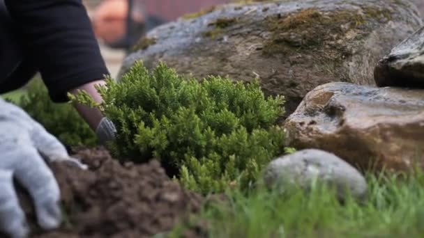 Close-up of planting a young thuja tree in a hole. New life concept. — Stock Video