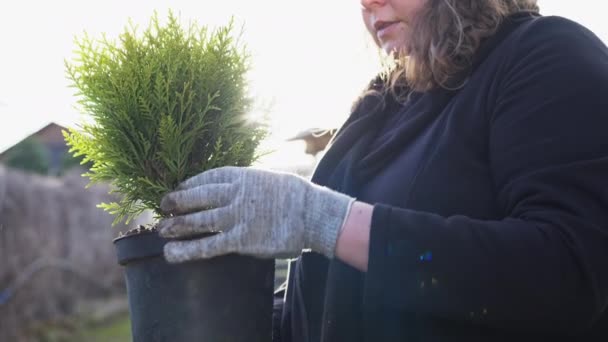 Trasplantar un árbol joven de coníferas de una maceta a un brote en el jardín. — Vídeo de stock