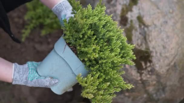 Une jardinière plante soigneusement une plante résineuse d'un pot dans le sol. — Video