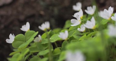Rüzgarda sallanan beyaz kuş sürüsü. Oxalis asetosella.