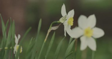 İlkbaharda çiçek açan nergis türleri..