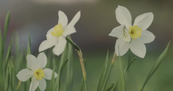 Tipos de narciso floreciendo en la primavera. — Vídeos de Stock