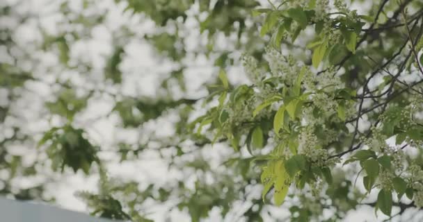 晴れた日に白いライラックの葉と青い空に対する花のクローズアップ — ストック動画