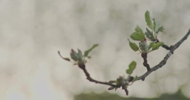 İlkbaharda gün ışığında açan elma tomurcuklarının yakın çekimi