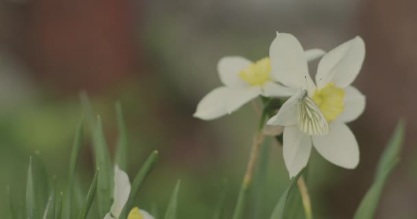 Tipos de narciso floreciendo en la primavera. — Vídeos de Stock