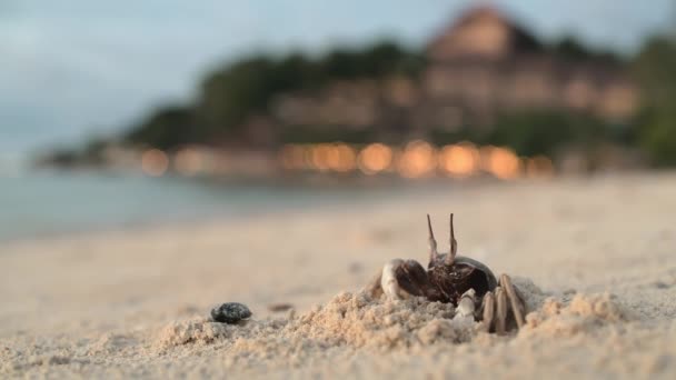 De krab staat op een zandstrand bij zijn hol — Stockvideo