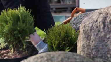 Genç bir thuja ağacını bir deliğe dikmeye yakın plan. Yeni yaşam konsepti.