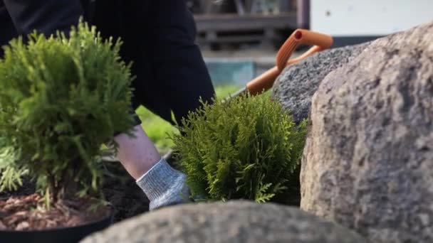 Close-up of planting a young thuja tree in a hole. New life concept. — Stock Video