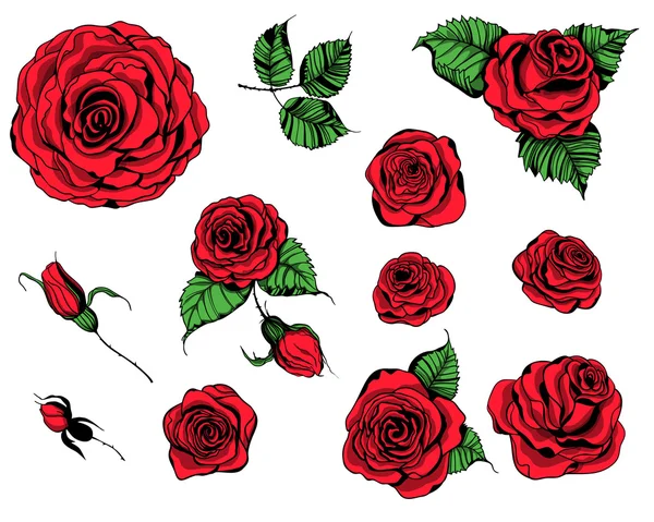 Roses dessinées à la main — Image vectorielle