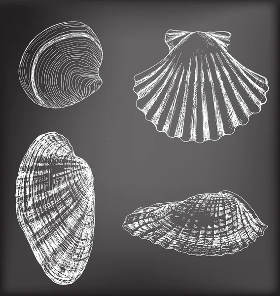 Coquilles — Image vectorielle