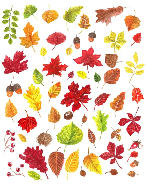 Őszi levelek — Stock Vector
